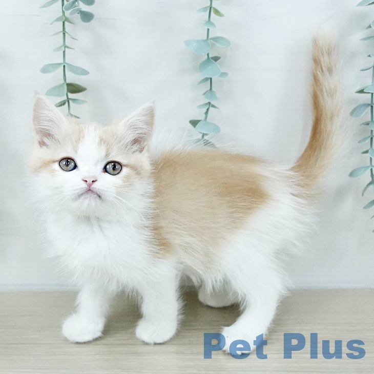 長野県のスコティッシュフォールド (ペットプラス 長野店/2025年9月8日生まれ/男の子/クリームタビーホワイト)の子猫の1枚目の画像