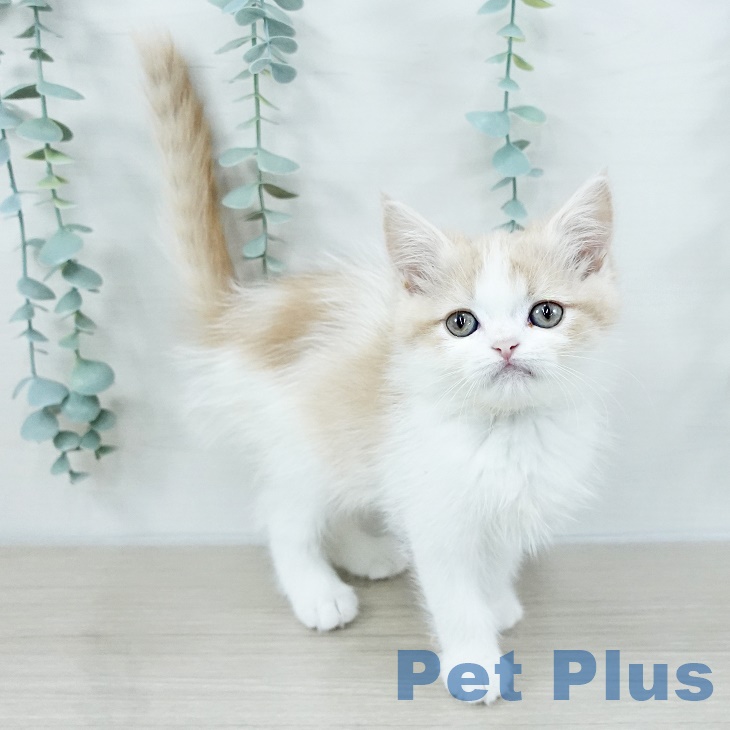 長野県のスコティッシュフォールド (ペットプラス 長野店/2025年9月8日生まれ/男の子/クリームタビーホワイト)の子猫の2枚目の画像