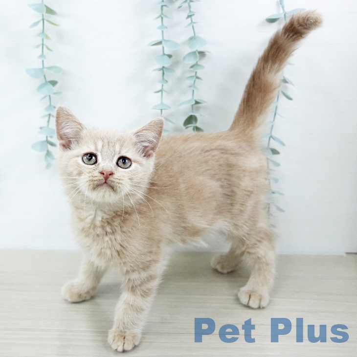 埼玉県のスコティッシュフォールド (ペットプラス 羽生店/2025年9月8日生まれ/男の子/クリームタビー)の子猫