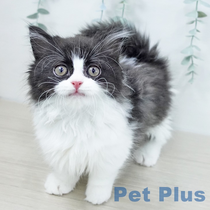 埼玉県のマンチカン (ペットプラス 与野店/2025年9月7日生まれ/男の子/ブラックホワイト)の子猫