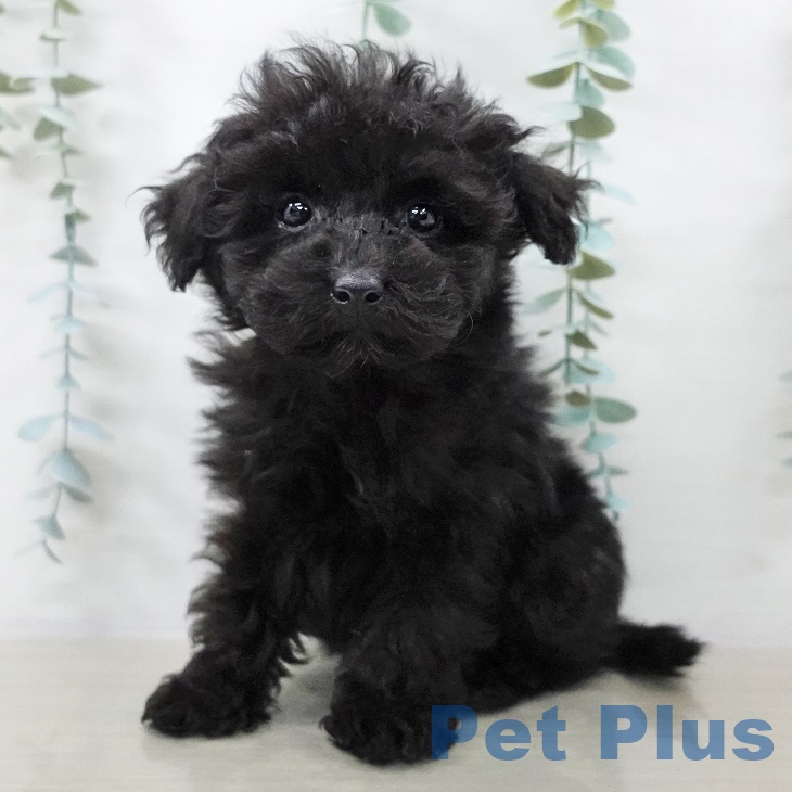 神奈川県のトイプードル(トイ) (ペットプラス 湘南平塚店/2025年9月5日生まれ/男の子/ブラック)の子犬の1枚目の画像