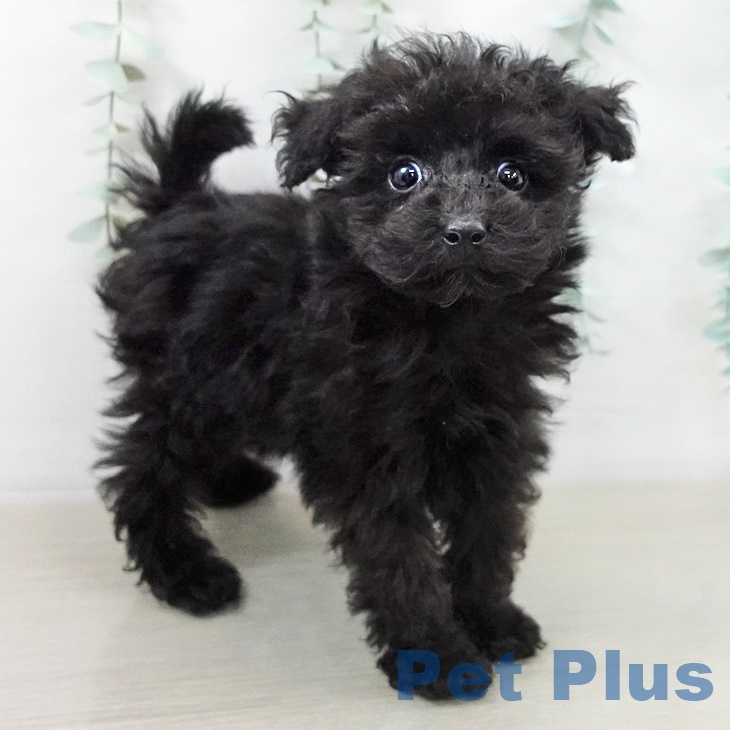 神奈川県のトイプードル(トイ) (ペットプラス 湘南平塚店/2025年9月5日生まれ/男の子/ブラック)の子犬の2枚目の画像