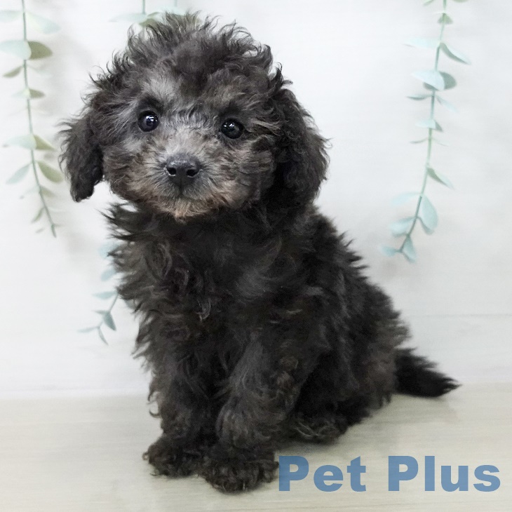 トイ・プードル