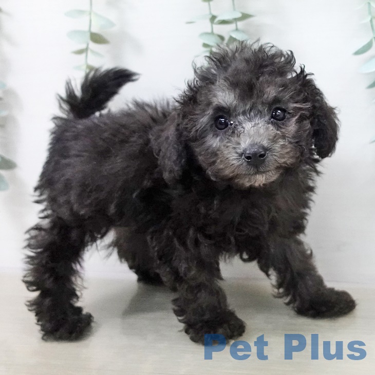 トイ・プードル