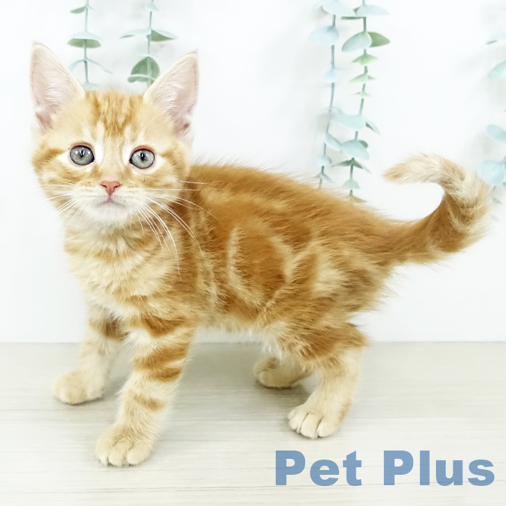 アメリカンショートヘア