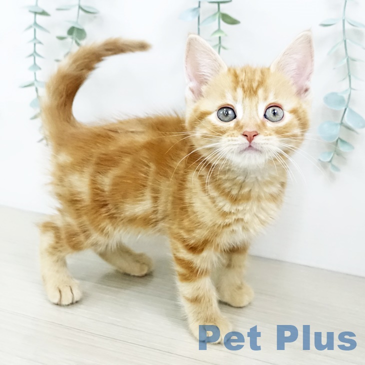 アメリカンショートヘアの写真2