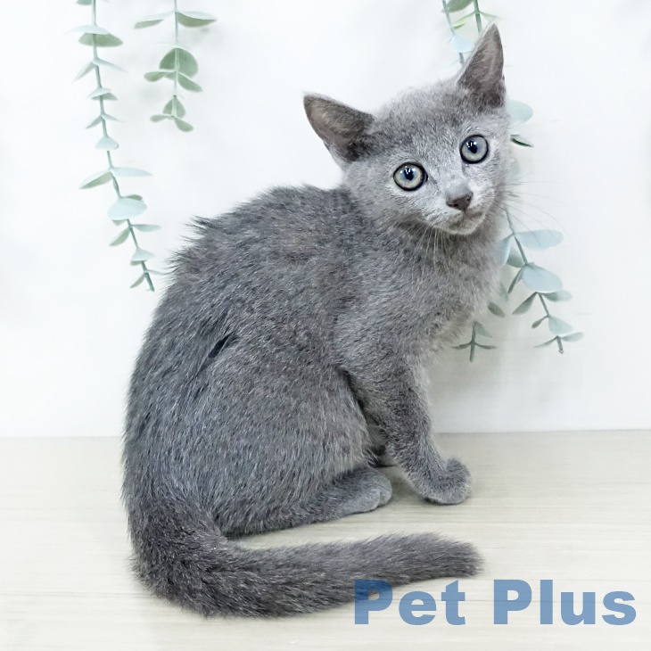山梨県のロシアンブルー (ペットプラス 甲府昭和店/2025年8月29日生まれ/女の子/ブルー)の子猫の1枚目の画像