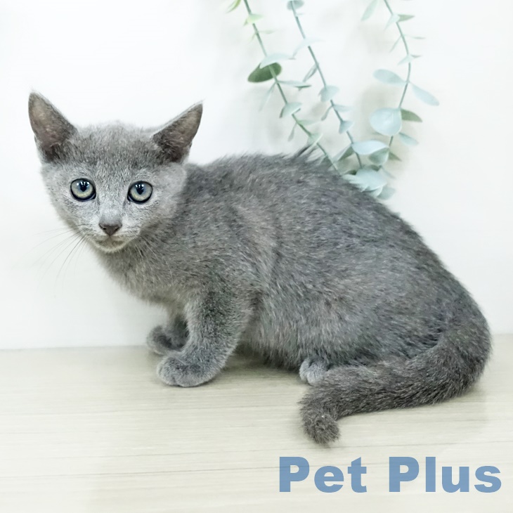 山梨県のロシアンブルー (ペットプラス 甲府昭和店/2025年8月29日生まれ/女の子/ブルー)の子猫の2枚目の画像