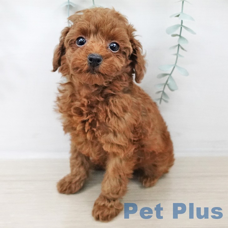 トイ・プードルの写真2