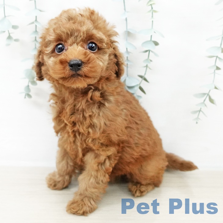 トイ・プードル