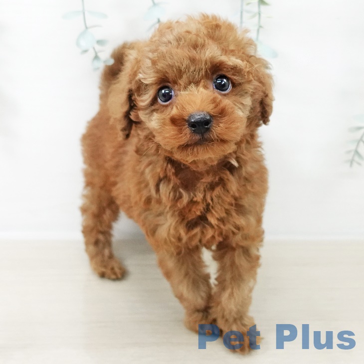 トイ・プードルの写真2