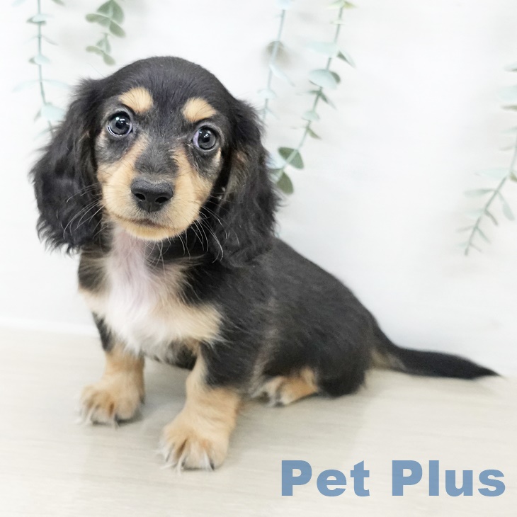 ミニチュア・ダックスフンド