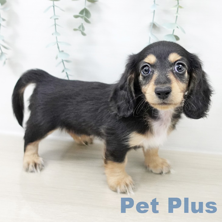 ミニチュア・ダックスフンドの写真2