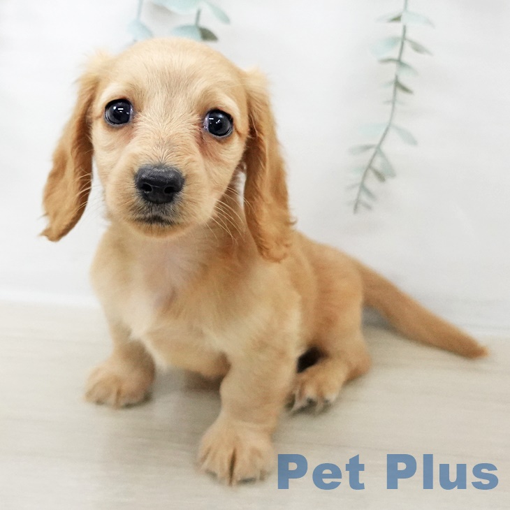 群馬県のミニチュアダックスフンド(ロング) (ペットプラス イオンモール太田店/2025年9月10日生まれ/女の子/イエロー)の子犬の1枚目の画像