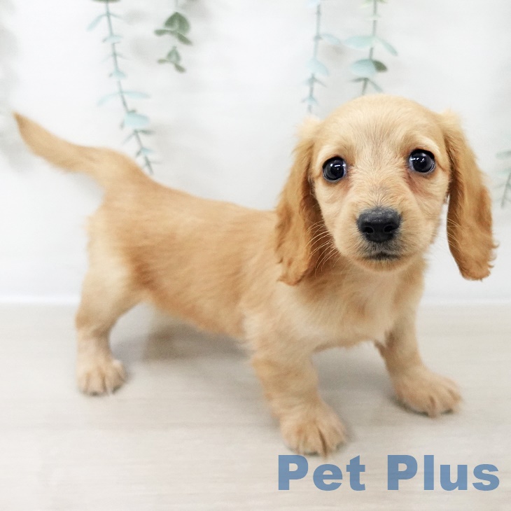 群馬県のミニチュアダックスフンド(ロング) (ペットプラス イオンモール太田店/2025年9月10日生まれ/女の子/イエロー)の子犬の2枚目の画像