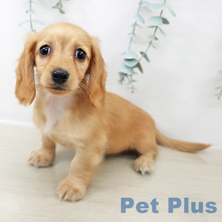 千葉県のミニチュアダックスフンド(ロング) (ペットプラス 幕張新都心店/2025年9月10日生まれ/女の子/イエロー)の子犬の1枚目の画像