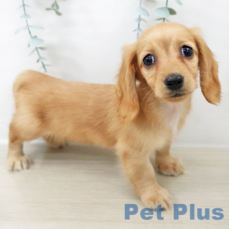 千葉県のミニチュアダックスフンド(ロング) (ペットプラス 幕張新都心店/2025年9月10日生まれ/女の子/イエロー)の子犬の2枚目の画像