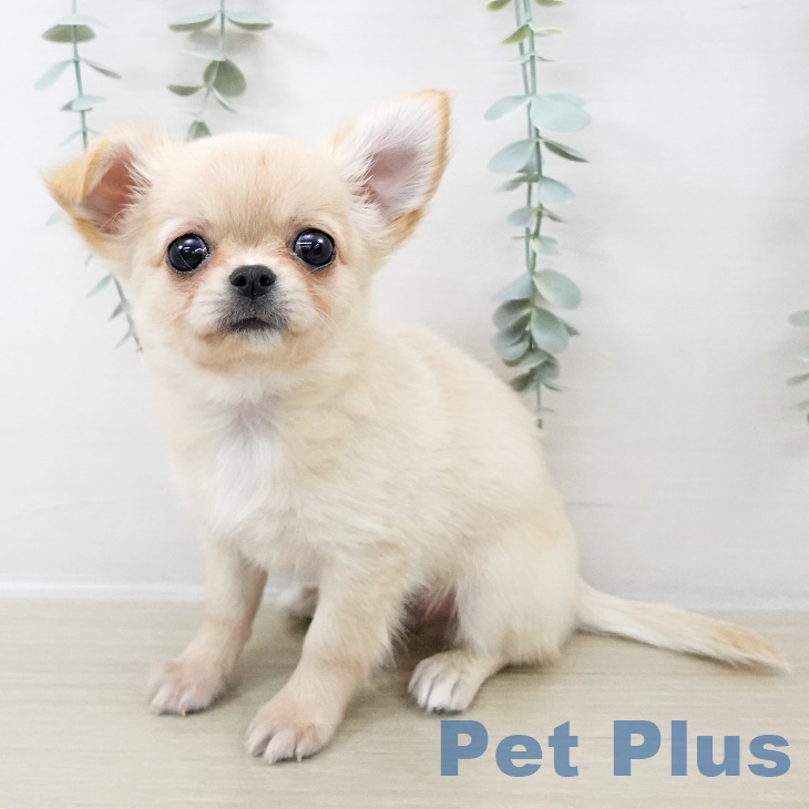 長野県のチワワ(ロング) (ペットプラス 松本店/2025年9月7日生まれ/男の子/クリーム)の子犬の1枚目の画像