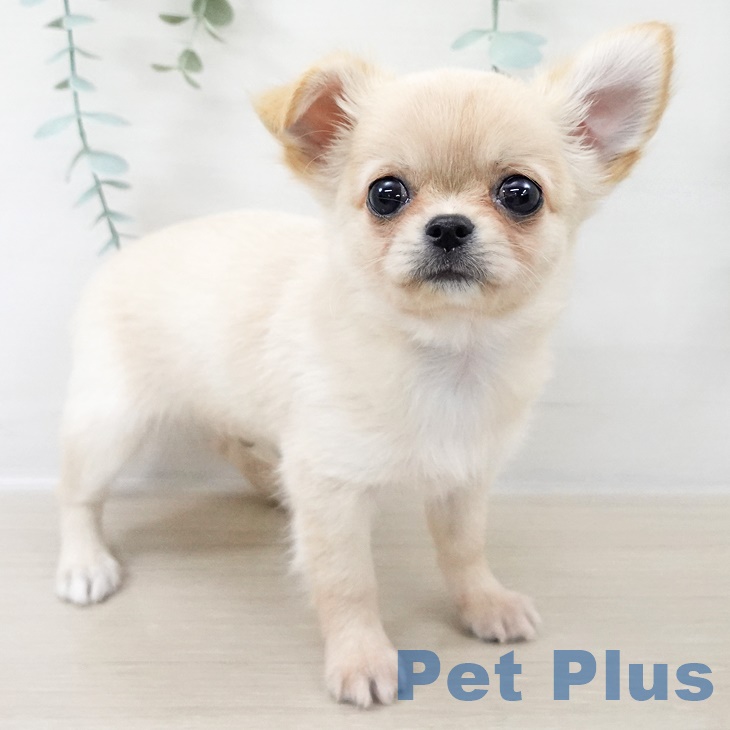 長野県のチワワ(ロング) (ペットプラス 松本店/2025年9月7日生まれ/男の子/クリーム)の子犬の2枚目の画像
