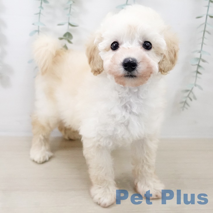 トイ・プードル