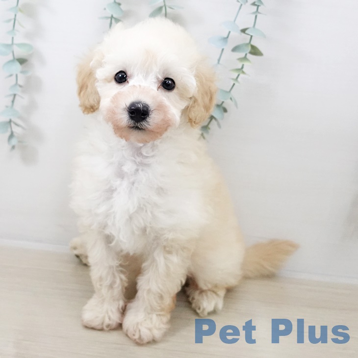 長野県のトイプードル(トイ) (ペットプラス 長野店/2025年9月11日生まれ/男の子/クリーム)の子犬の2枚目の画像