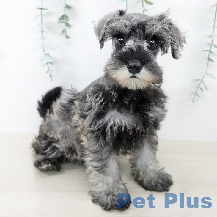 埼玉県のミニチュアシュナウザー (ペットプラス 上尾店/2025年9月7日生まれ/女の子/ソルトペッパー)の子犬の1枚目の画像