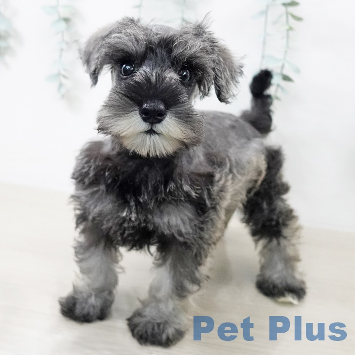 埼玉県のミニチュアシュナウザー (ペットプラス 上尾店/2025年9月7日生まれ/女の子/ソルトペッパー)の子犬の2枚目の画像