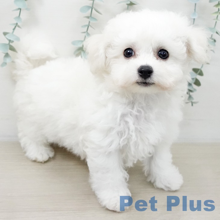 群馬県のビションフリーゼ (ペットプラス イオンモール太田店/2025年9月4日生まれ/男の子/ホワイト)の子犬の1枚目の画像