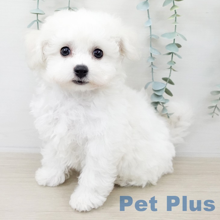 群馬県のビションフリーゼ (ペットプラス イオンモール太田店/2025年9月4日生まれ/男の子/ホワイト)の子犬の2枚目の画像