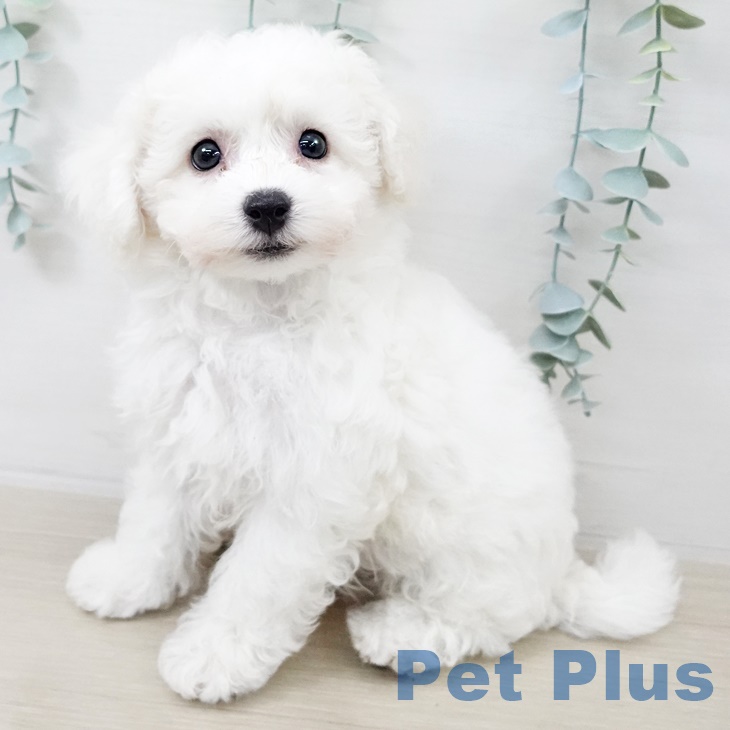 神奈川県のビションフリーゼ (ペットプラス 川崎ルフロン店/2025年9月4日生まれ/男の子/ホワイト)の子犬