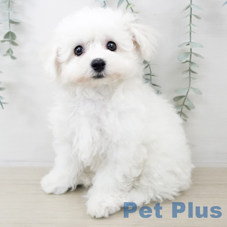 ビション・フリーゼ