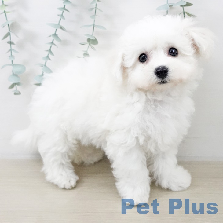 ビション・フリーゼの写真2