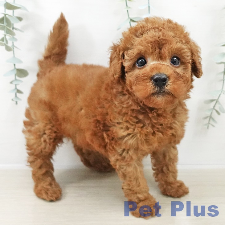 千葉県のトイプードル(トイ) (ペットプラス 木更津店/2025年9月10日生まれ/男の子/レッド)の子犬の1枚目の画像