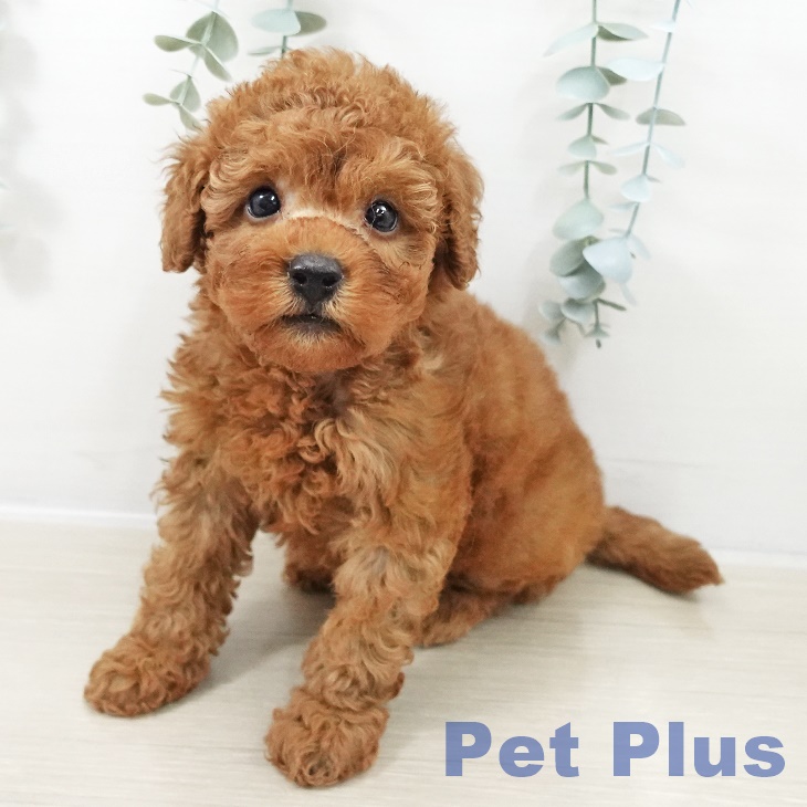 千葉県のトイプードル(トイ) (ペットプラス 木更津店/2025年9月10日生まれ/男の子/レッド)の子犬の2枚目の画像