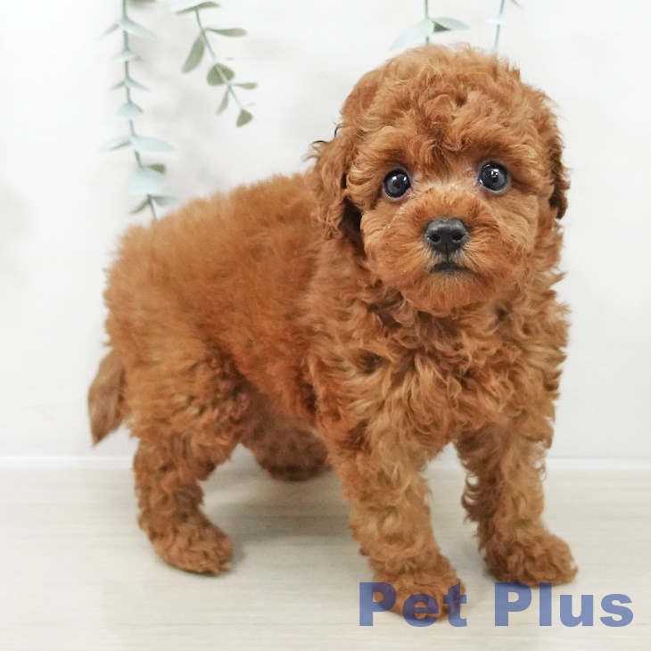 トイ・プードル