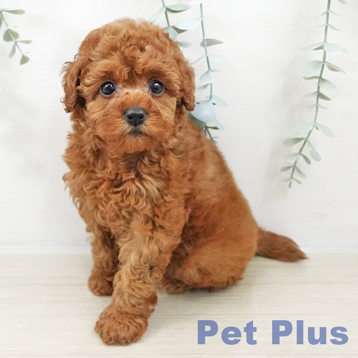 トイ・プードル