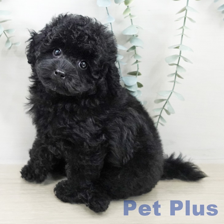 神奈川県のトイプードル(トイ) (ペットプラス テラスモール湘南店/2025年8月29日生まれ/女の子/ブラック)の子犬の1枚目の画像