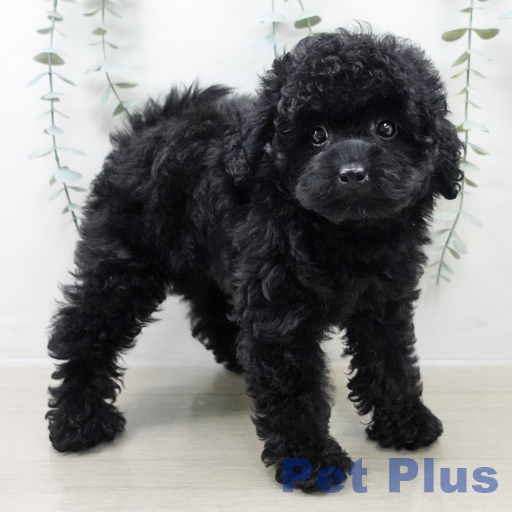 神奈川県のトイプードル(トイ) (ペットプラス テラスモール湘南店/2025年8月29日生まれ/女の子/ブラック)の子犬の2枚目の画像