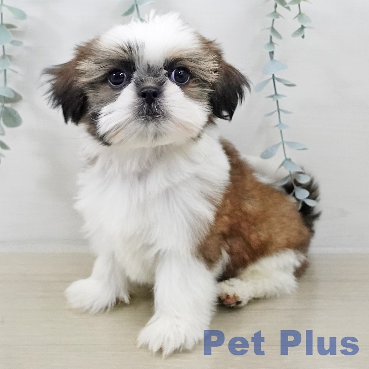 宮城県のシーズー (ペットプラス 仙台上杉店/2025年9月10日生まれ/男の子/ホワイトゴールド)の子犬の1枚目の画像