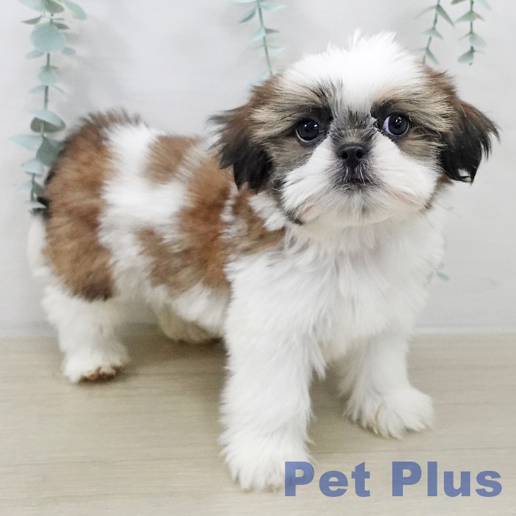 宮城県のシーズー (ペットプラス 仙台上杉店/2025年9月10日生まれ/男の子/ホワイトゴールド)の子犬の2枚目の画像