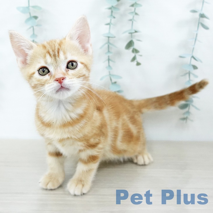 アメリカンショートヘアの写真2