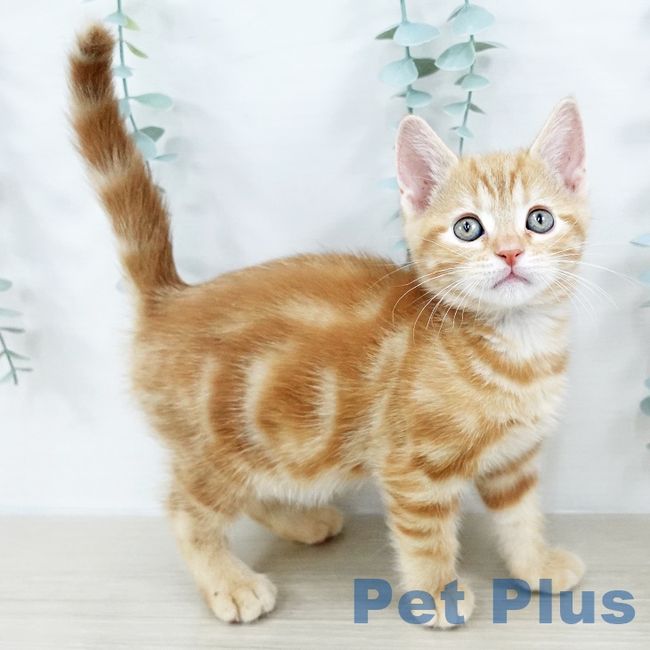 アメリカンショートヘアの写真2