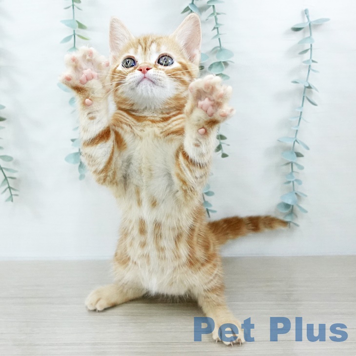 アメリカンショートヘアの写真2