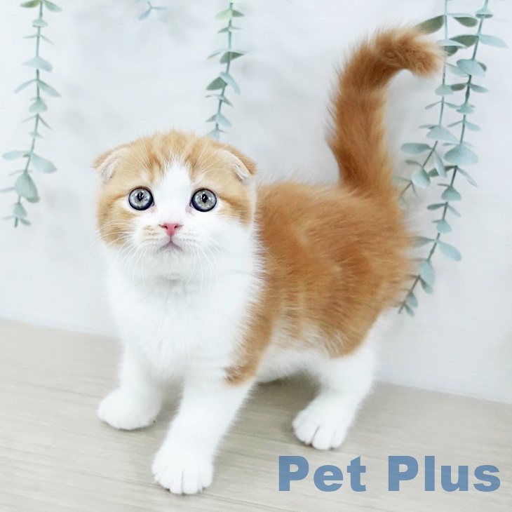 スコティッシュフォールド