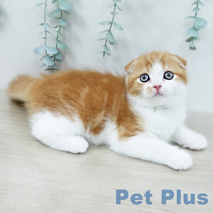 スコティッシュフォールド