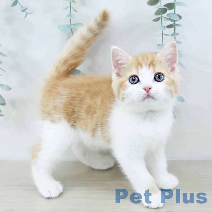 スコティッシュフォールド