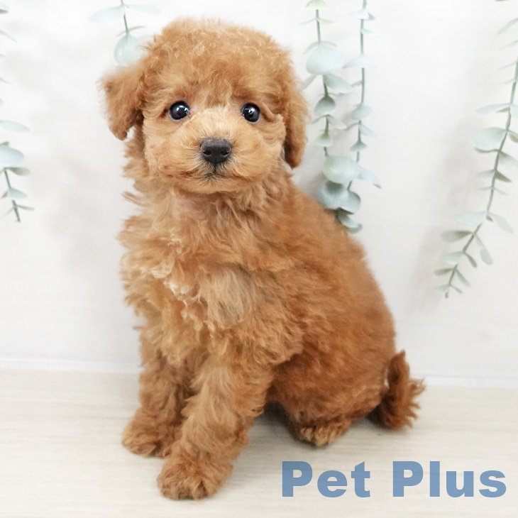 東京都のトイプードル(トイ) (ペットプラス 日の出店/2025年9月12日生まれ/男の子/レッド)の子犬の1枚目の画像
