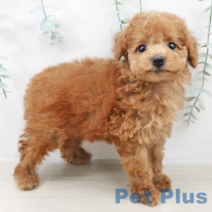 東京都のトイプードル(トイ) (ペットプラス 日の出店/2025年9月12日生まれ/男の子/レッド)の子犬の2枚目の画像