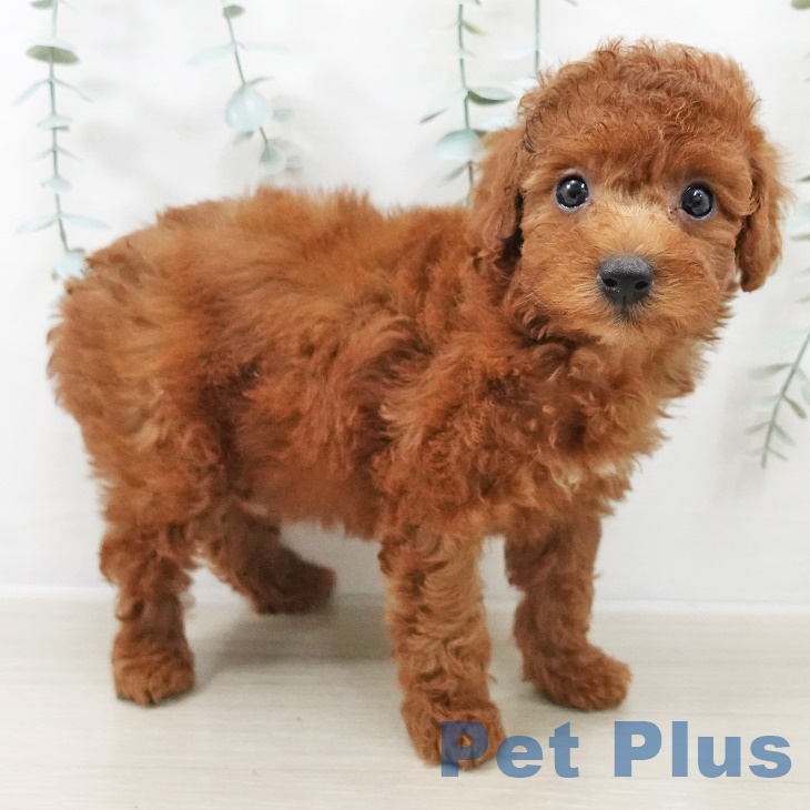千葉県のトイプードル(トイ) (ペットプラス 成田店/2025年9月12日生まれ/女の子/レッド)の子犬の1枚目の画像