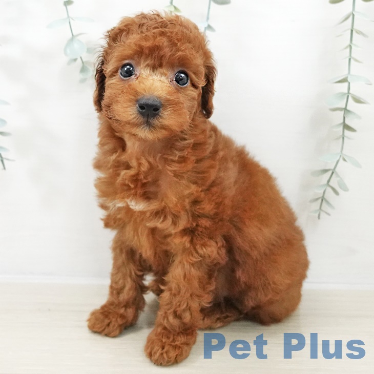 千葉県のトイプードル(トイ) (ペットプラス 成田店/2025年9月12日生まれ/女の子/レッド)の子犬の2枚目の画像